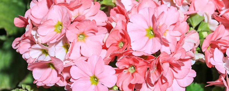 天竺葵的功效与作用(天竺葵的功效与作用及禁忌)