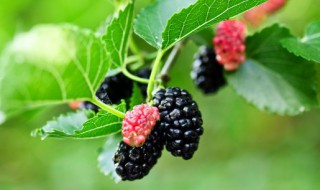 桑葚可以和牛奶一起食用吗（桑葚与牛奶能一起吃吗）-九图集