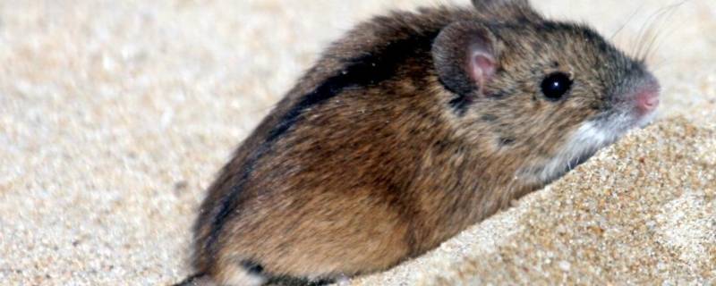 黑线姬鼠是不是家鼠 黑线姬鼠是仓鼠吗-九图集