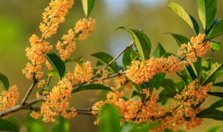 金桂的养殖方法和注意事项（金桂冬季养殖方法）-九图集