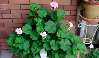 天竺葵的功效与作用(玫瑰天竺葵的功效与作用)