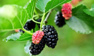 桑葚怎么清洗干净吃多了会中毒吗（新鲜桑葚吃多了会中毒吗）-九图集