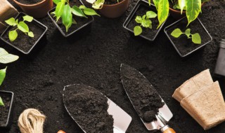 盆栽长小飞虫怎么办(盆栽有小飞虫怎么办)