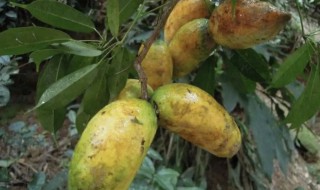 野香蕉的营养价值(香蕉有啥营养价值)