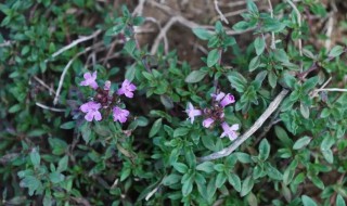 百里香的营养价值（百里香的作用与功效）