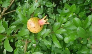 石榴叶的功效与作用是什么（石榴的叶子有什么功效和作用）