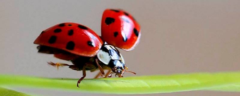 什么是益虫有哪些（哪些是益虫?）-九图集