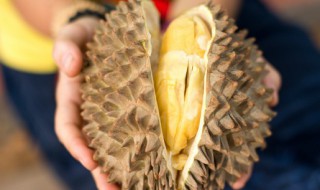 榴莲核的营养价值(榴莲的营养成分)