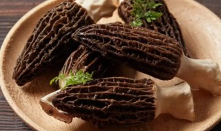 羊肚菌的营养价值(羊肚菌的功效与作用)