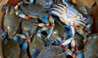 已经绑好的大闸蟹如何清洗(绑了的大闸蟹如何清洗)-九图集