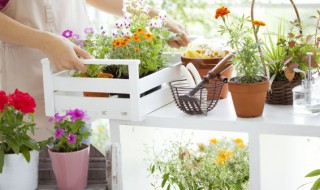 有什么盆栽是带龙的花名(名字里带龙的花是什么花)