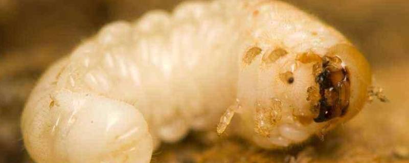 杀死蛆虫的小妙招 杀死蛆虫的方法-九图集