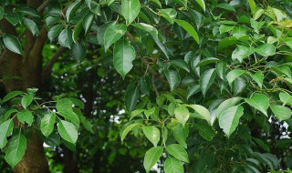 樟脑的营养价值（樟脑的作用和功效）