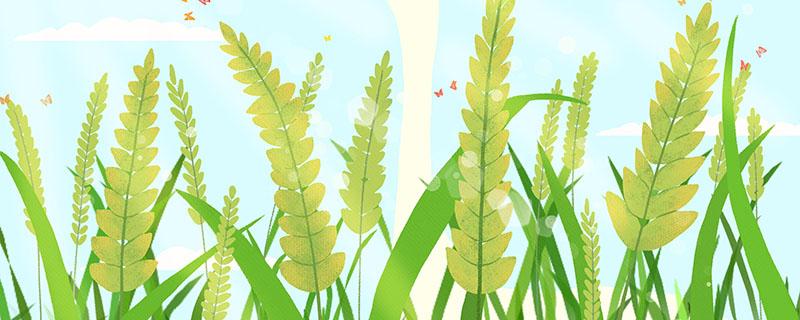 牛蒡根的功效与作用（牛蒡根的功效与作用图片）-九图集