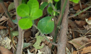 大叶黄杨的养殖方法(大叶黄杨繁殖方法)