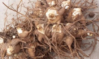 川乌的营养价值 川乌的营养价值与作用-九图集