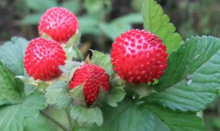 蛇莓的营养价值 蛇莓营养成分