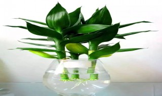 富贵竹用什么营养液（富贵竹用什么营养液,可以用维c吗）-九图集