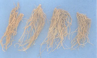 徐长卿的营养价值（徐长卿的药用价值和功效）-九图集