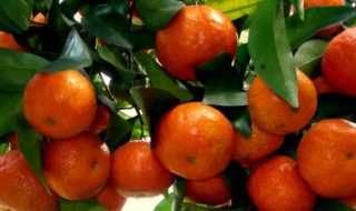 砂糖橘吃多了会咋样 常吃砂糖橘好吗