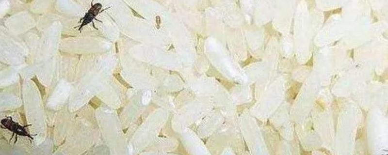 大米长了黑色的虫子还能吃吗（大米长了黑色的虫子还能吃吗视频）-九图集