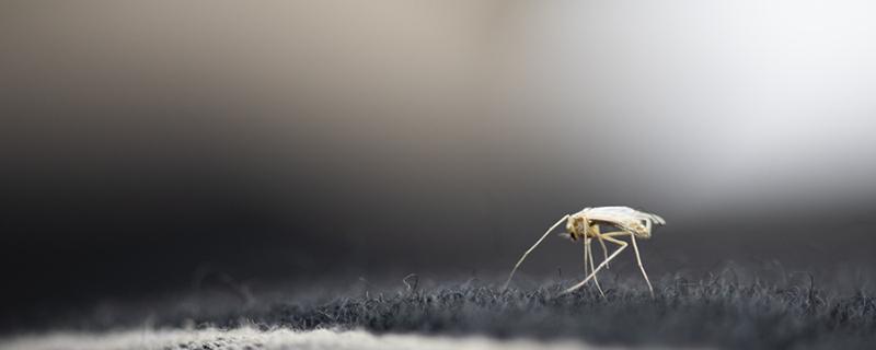 被蚊子咬了怎么把毒水挤出来 被蚊子咬了可以挤毒水吗