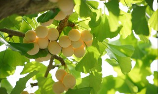 银杏果的营养价值（银杏果的营养价值和药用价值）