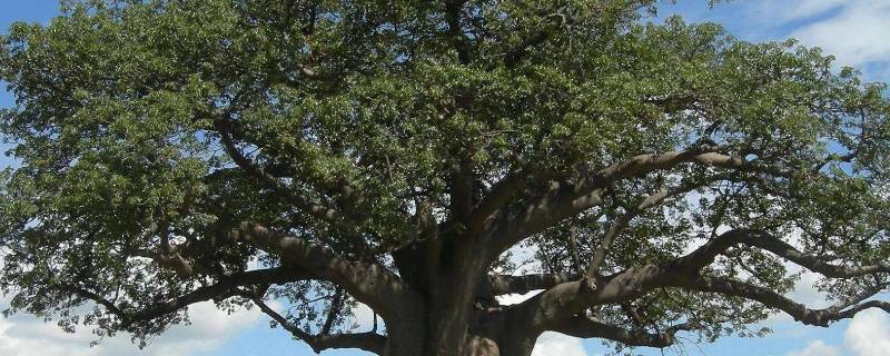 树叶可以做什么 回收树叶可以做什么-九图集