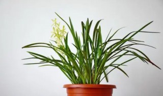 夏天可以买兰花种吗 夏天可以栽种兰花吗-九图集