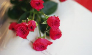 玫瑰一般哪几个月施肥 玫瑰几天施一次肥-九图集