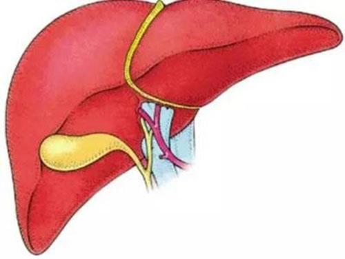 如何日常养肝 如何日常养肝护肾-九图集