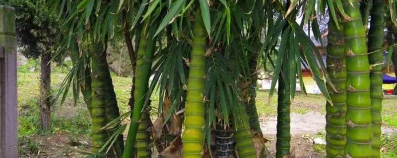 罗汉竹是毛竹吗（罗汉竹是竹子吗）-九图集