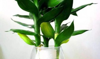 富贵竹怎么分株啊（富贵竹怎么分枝）-九图集