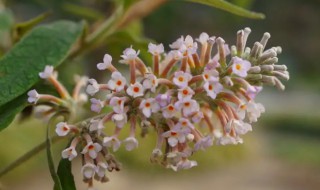 密蒙花的营养价值 密蒙花的用处-九图集