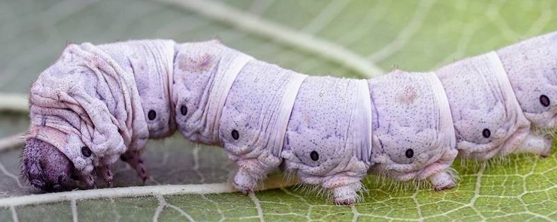 蚕会飞吗 蚕蛾会飞吗-九图集