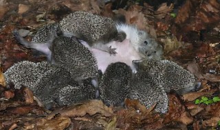 人工养殖刺猬多长时间繁殖一次(刺猬多久繁殖一次)