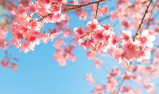 阳台盆栽花卉怎样用自来水浇（阳台花怎么浇水）