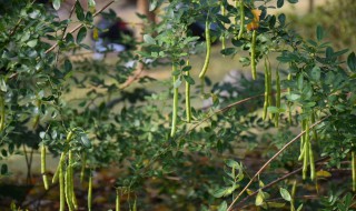 双荚决明可以食用吗 双荚决明有什么作用-九图集