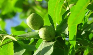 核桃叶的营养价值（核桃叶的药用功效）-九图集