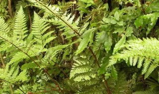 狗脊的营养价值（狗脊的用处）