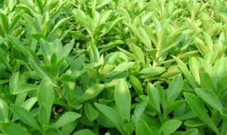 救心菜的营养价值 救心菜的营养价值及功效-九图集