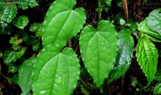 淫羊藿的营养价值-九图集