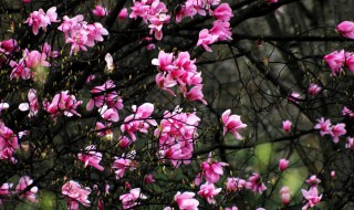 辛夷的营养价值 辛夷的功效与作用点