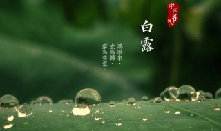 白露节气是什么（白露节气是什么生肖）