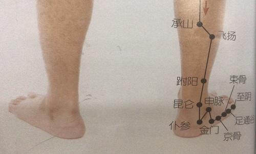 仆参准确位置图和作用 仆参准确位置图和作用及视频-九图集