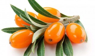 沙棘的十大功效与作用(沙棘的十大功效与作用 食用方法)