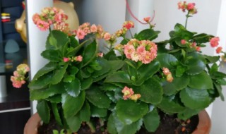 盆栽海棠会结果吗（海棠都能结果吗）