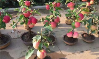 盆栽苹果树要多浇水吗 盆栽的苹果树需要经常浇水吗