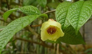 金花茶的营养价值 金花茶的效用-九图集