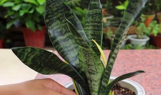 虎皮令箭的养殖 虎皮令箭的养殖方法和扦插注意事项-九图集